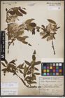 Foto von Salix bicolor Ehrh. ex Willd.